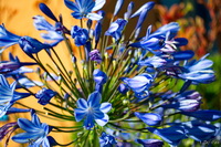 Blue Flowers