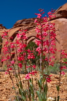 Wildflowers and Cliff