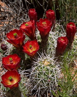 Red Catus Blooms
