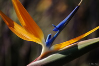 Bird of Paradise