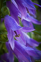 Purple Bell