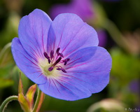 Purple Flower