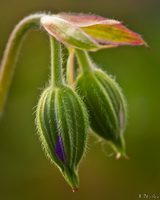 Ready to Bloom