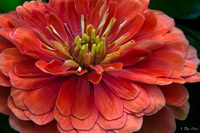 Red Orange Zinnia