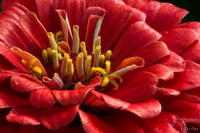 Red Petals