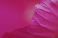 Shades of Pink