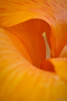 Orange Waves