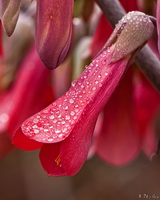 Red Flower with Dew
