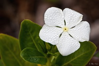 White Flower with Dew