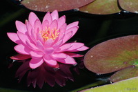 Pink Water Lily