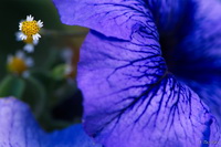 Blue Yellow White