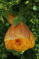 Orange Flower
