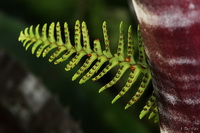 Green Fingers