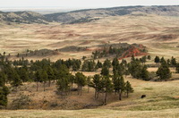 Black Hills