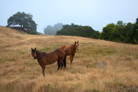Horses in Morning