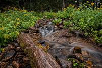 Mountain Stream and Log