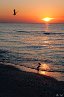 Birds at Sunrise