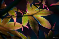 Transparent Leaves