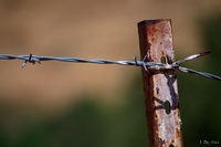 BarbWire