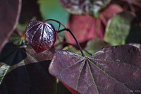 Purple Leaf