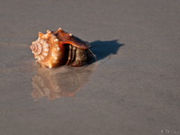 Conch Shell with Crab
