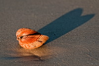 Shell at Sunrise