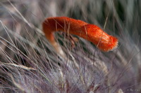 Orange Petal